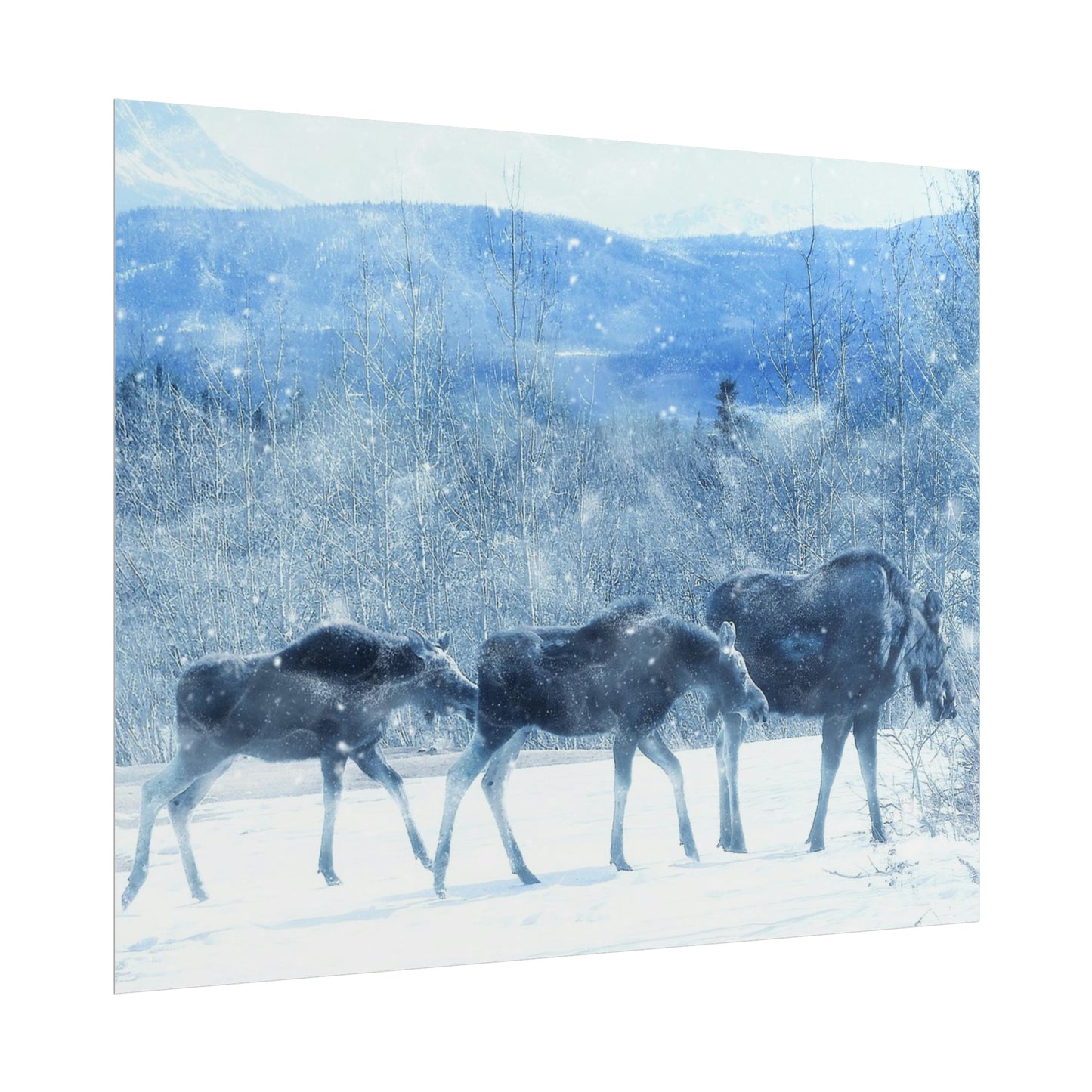 Moose Rolled Posters