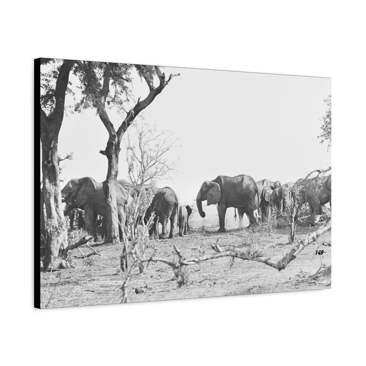 Elephants Matte Canvas, Stretched, 1.25"