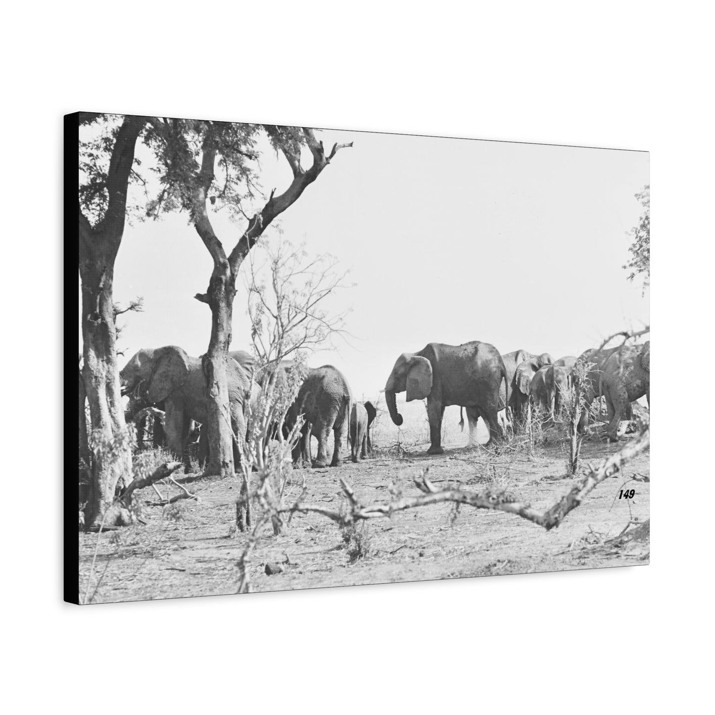 Elephants Matte Canvas, Stretched, 1.25"
