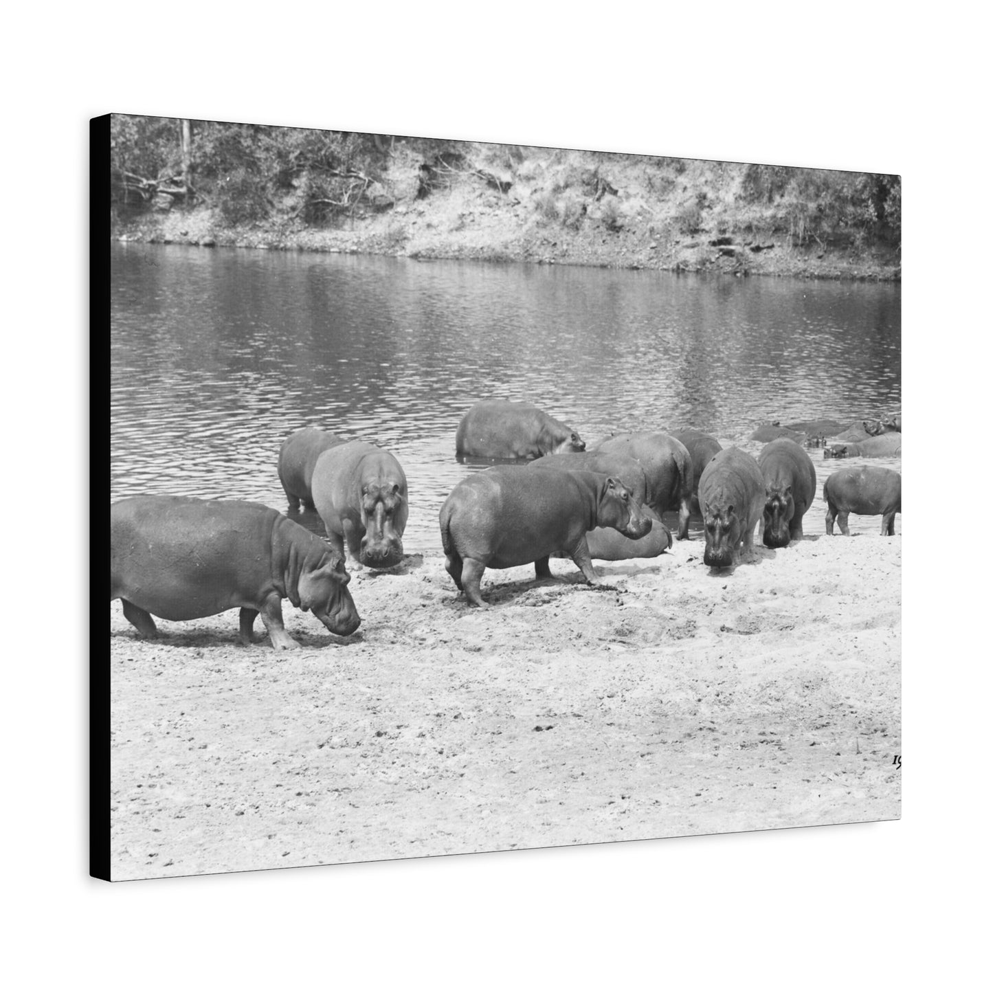 Hippopotamus Matte Canvas, Stretched, 1.25"