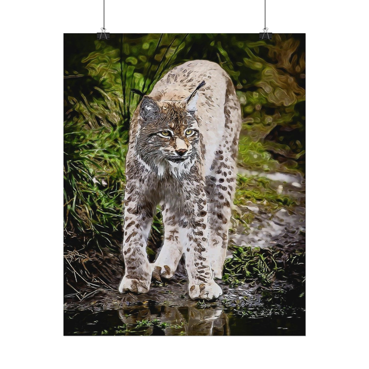 Bobcat Rolled Posters