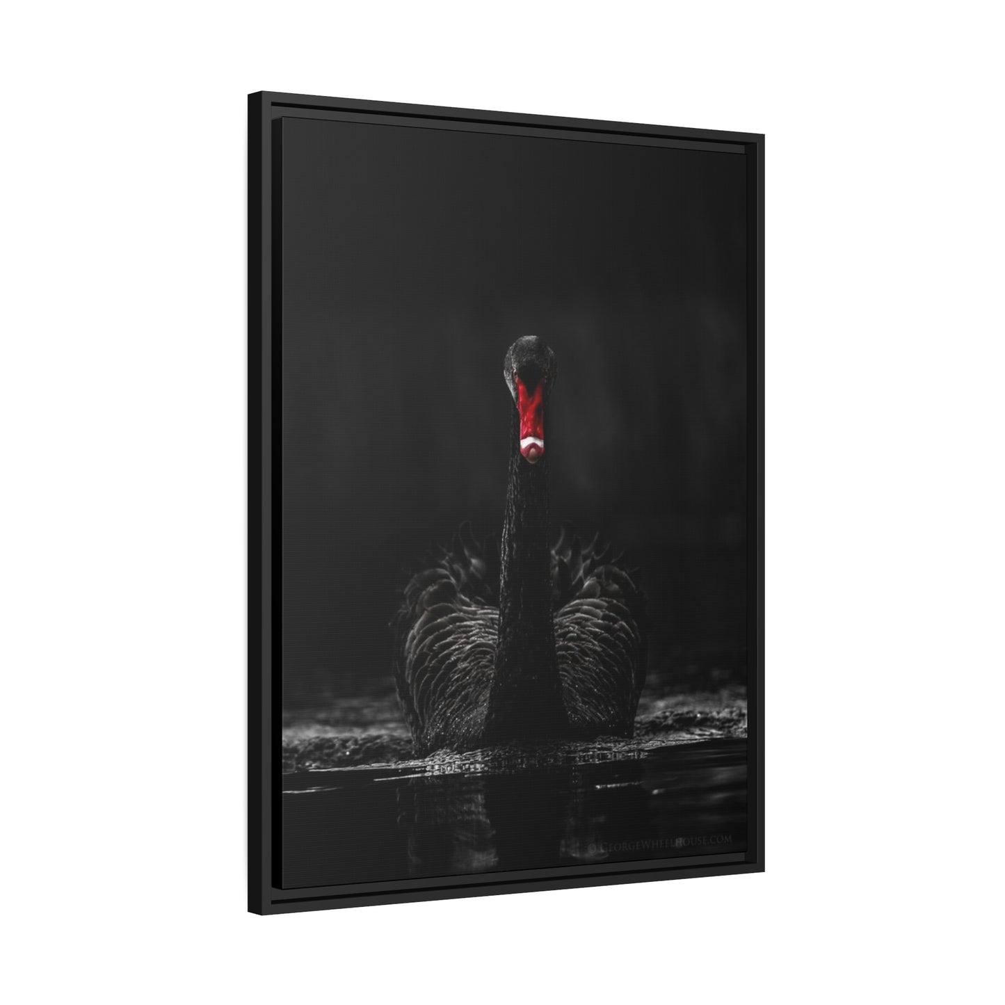 Black Swan Matte Canvas, Black Frame