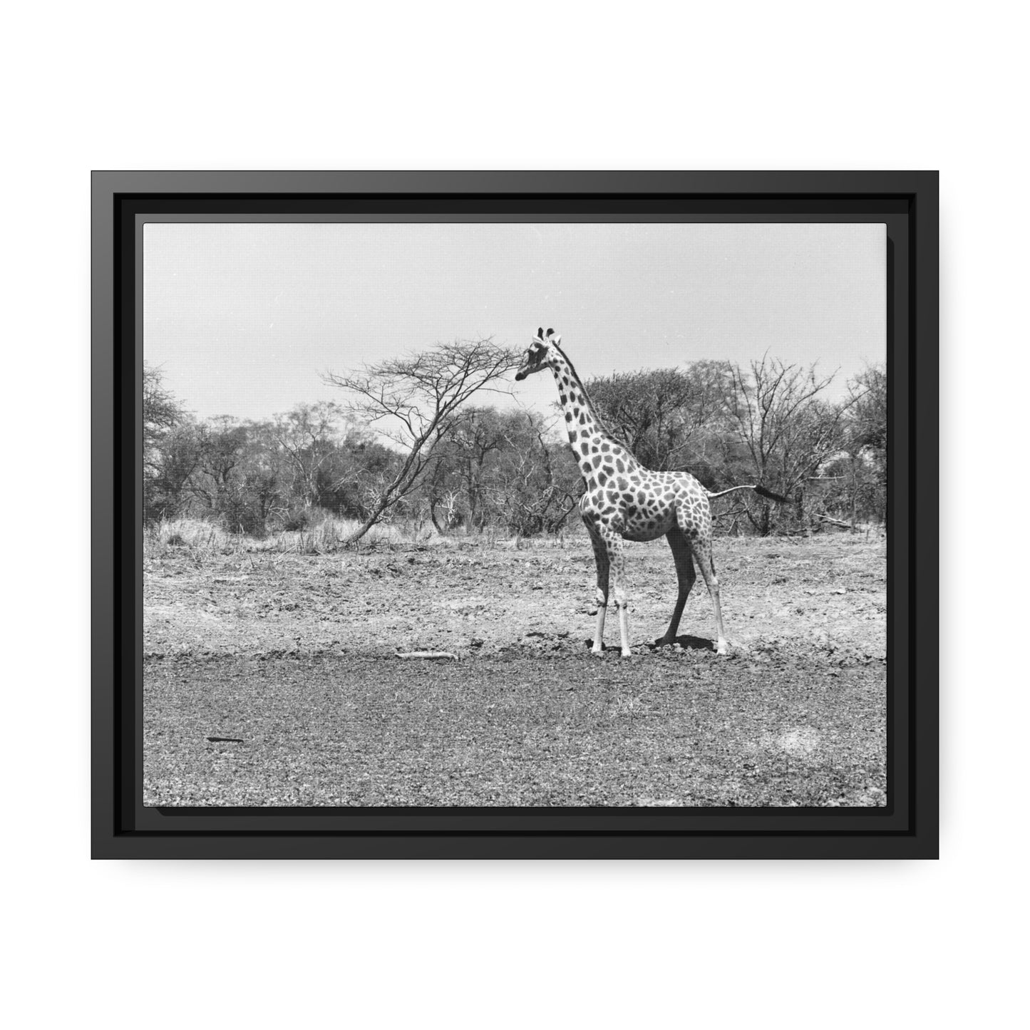 Girafe Waza Matte Canvas, Black Frame
