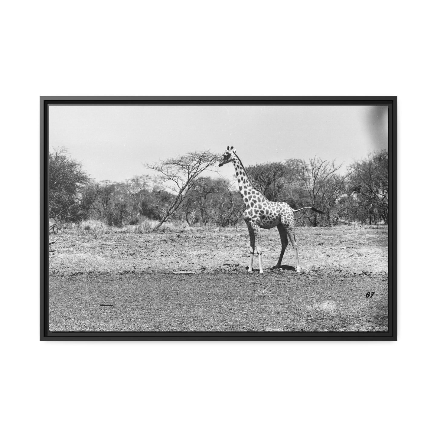 Girafe Waza Matte Canvas, Black Frame