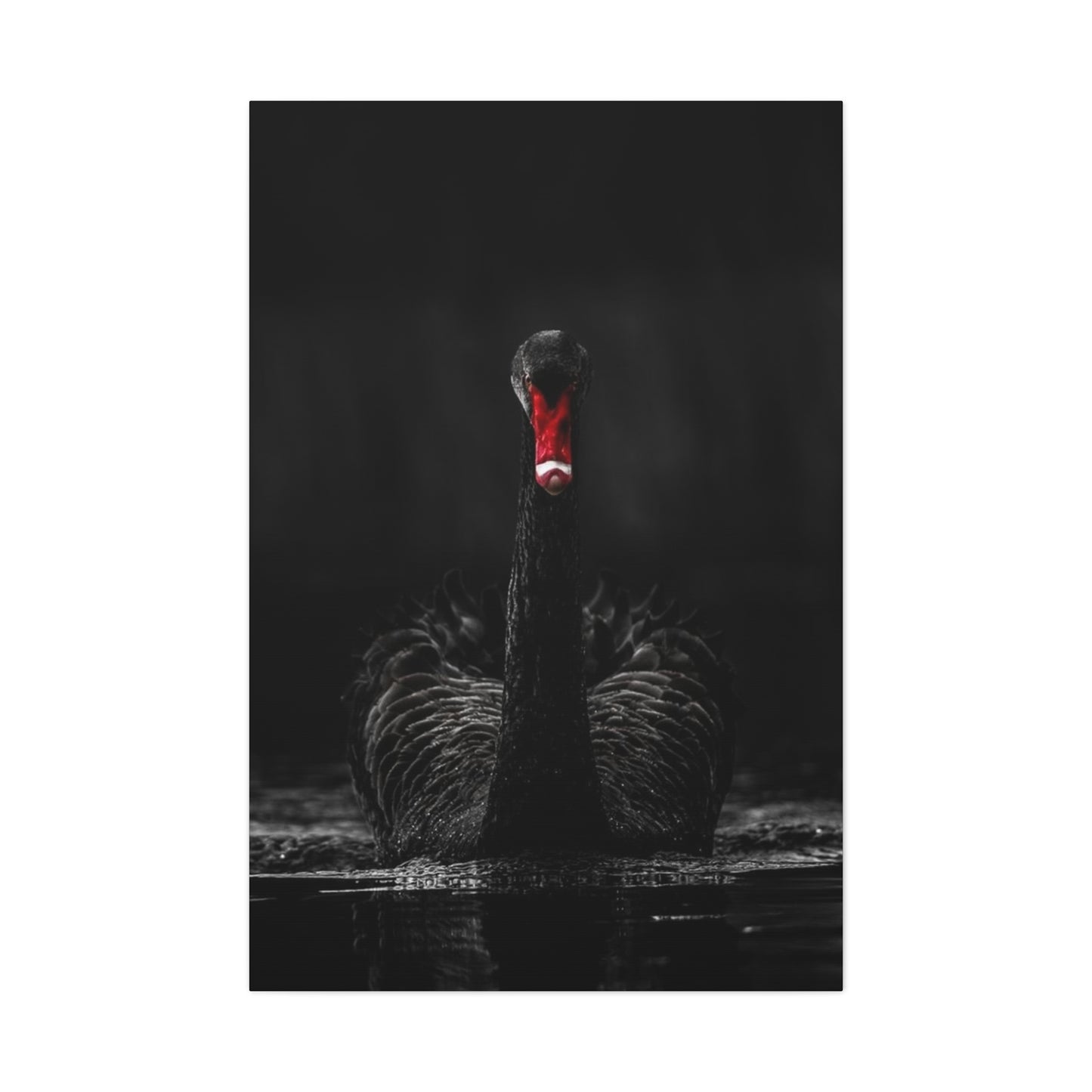Black Swan Matte Canvas, Stretched, 1.25"