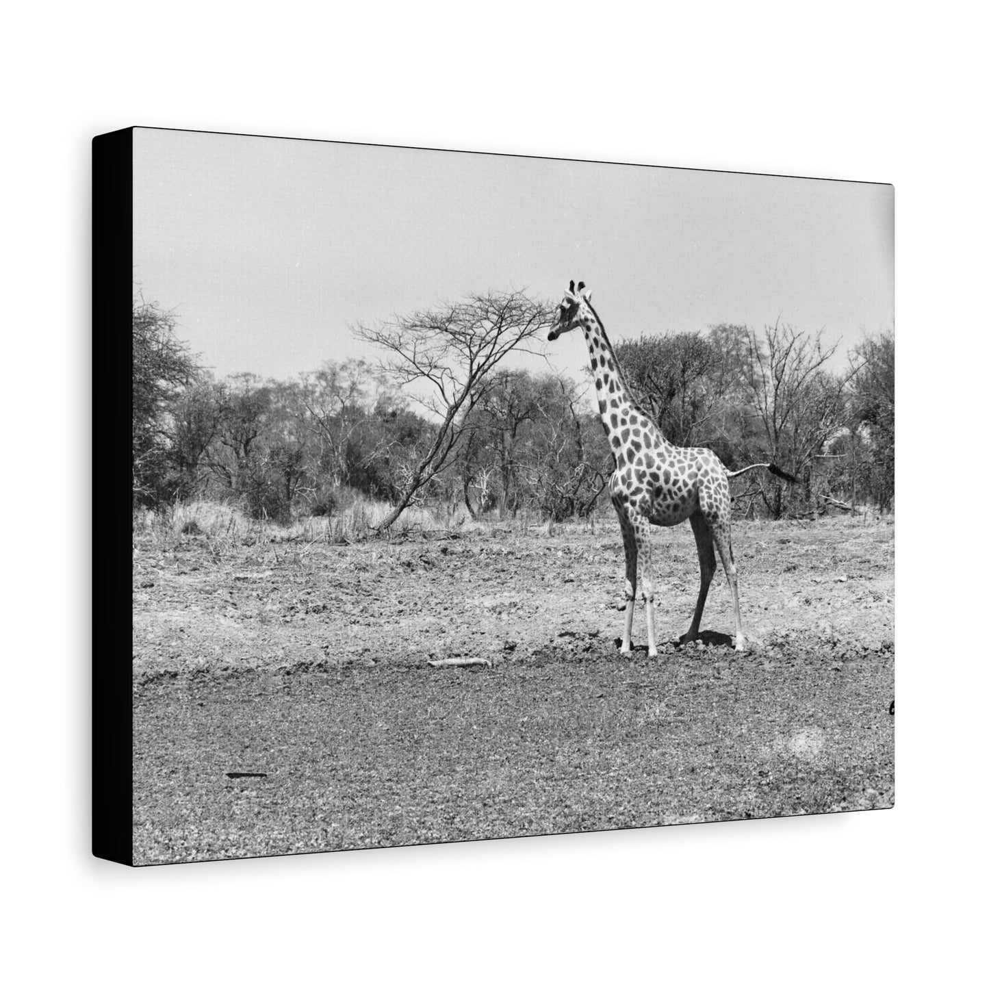 Girafe Matte Canvas, Stretched, 1.25"