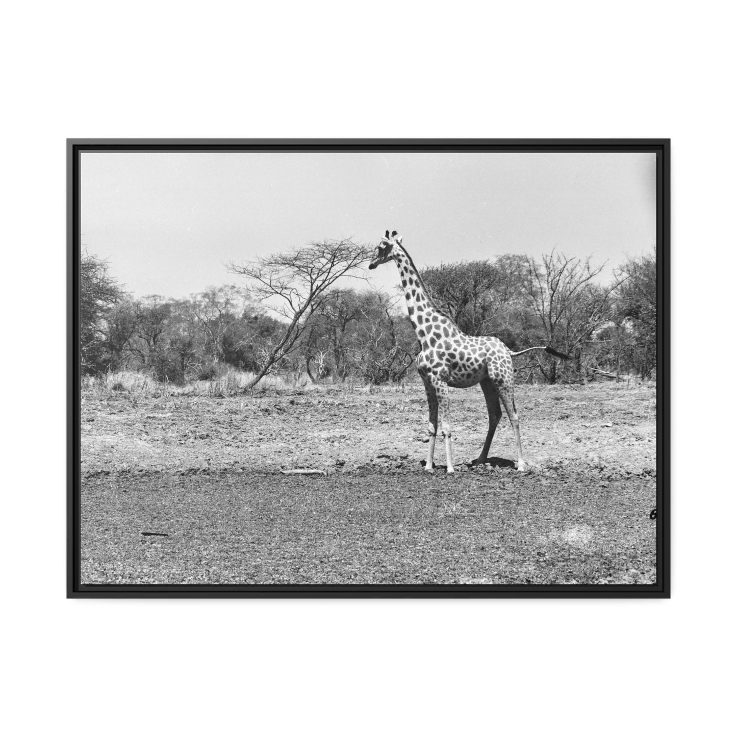 Girafe Waza Matte Canvas, Black Frame