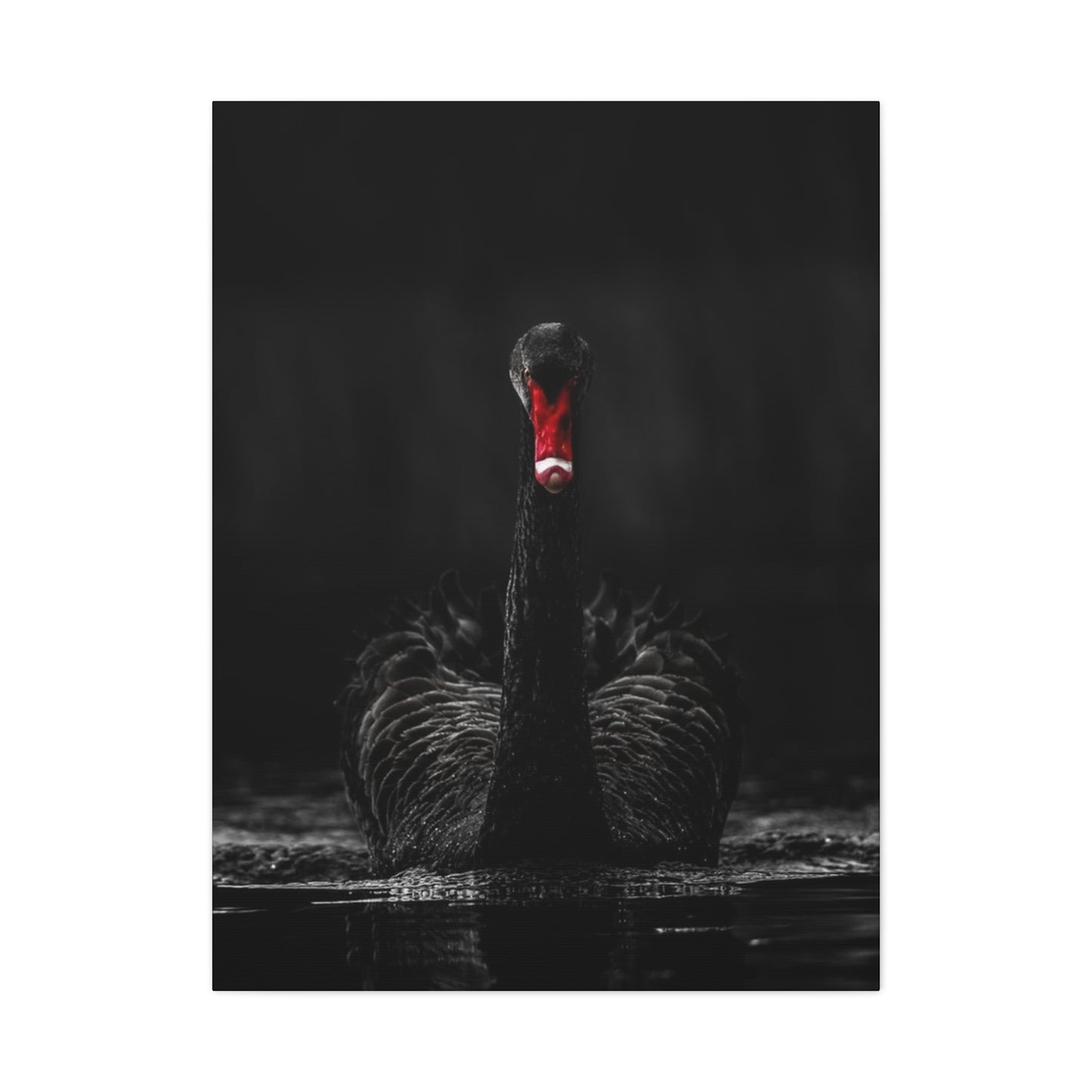 Black Swan Matte Canvas, Stretched, 1.25"