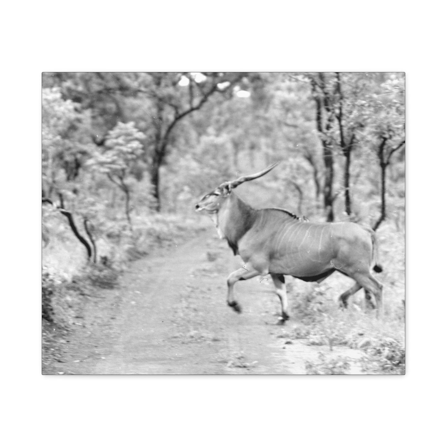 Elk Matte Canvas, Stretched, 1.25"