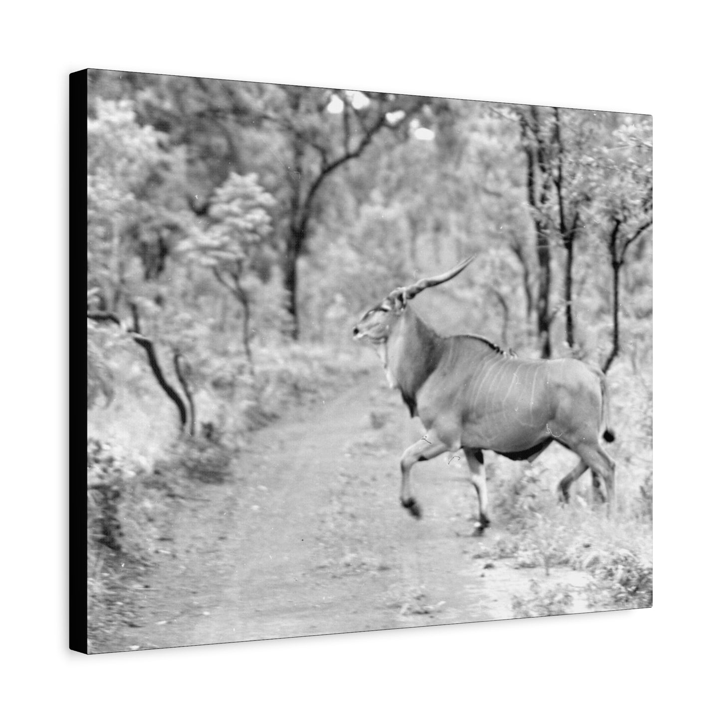 Elk Matte Canvas, Stretched, 1.25"