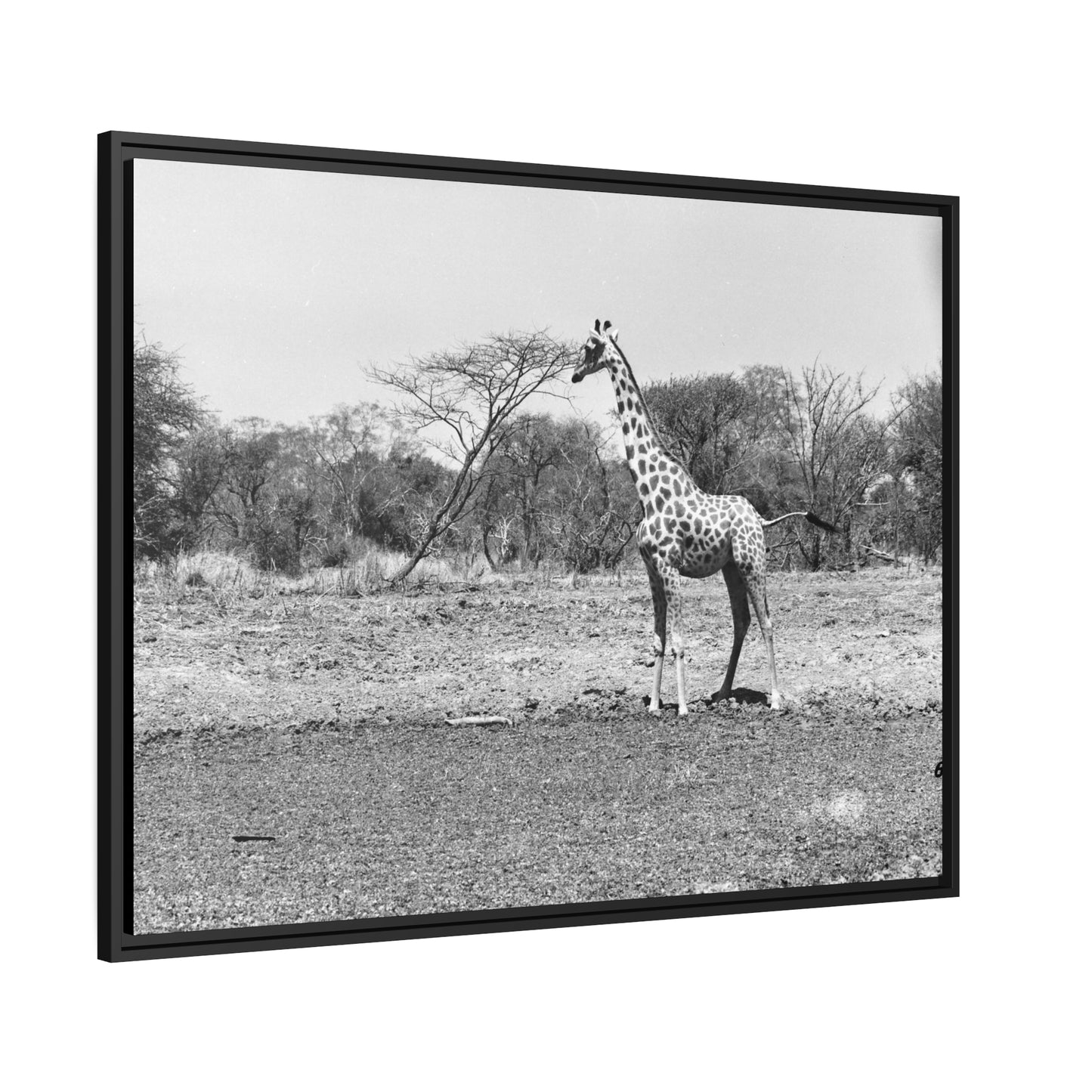 Girafe Waza Matte Canvas, Black Frame