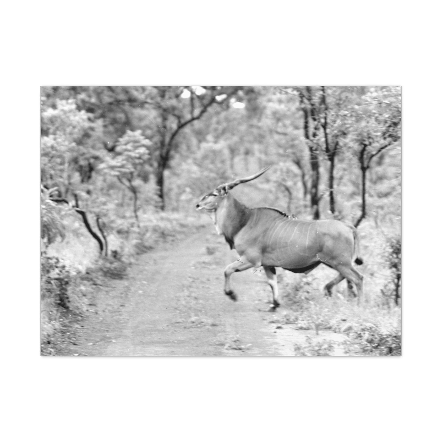Elk Matte Canvas, Stretched, 1.25"