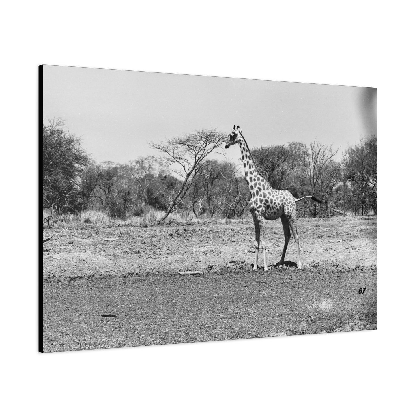 Girafe Matte Canvas, Stretched, 1.25"