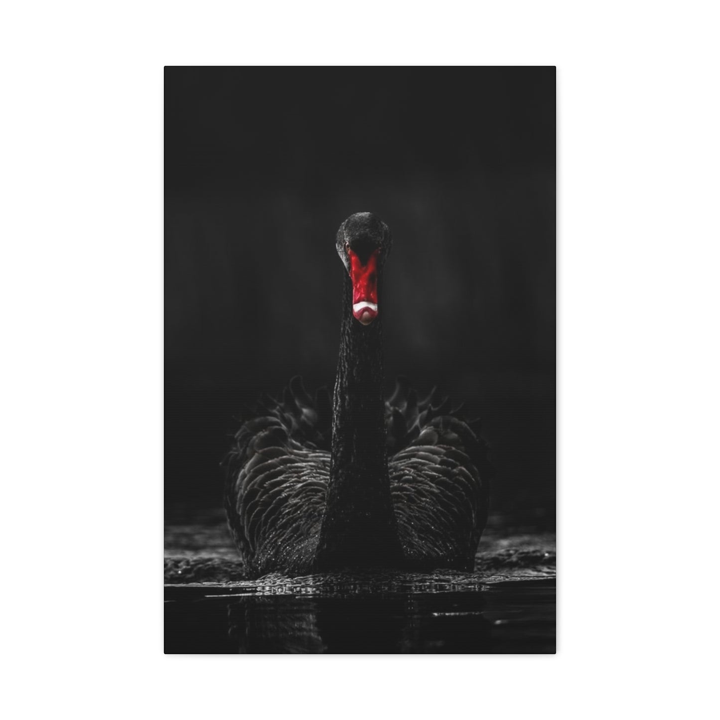 Black Swan Matte Canvas, Stretched, 1.25"