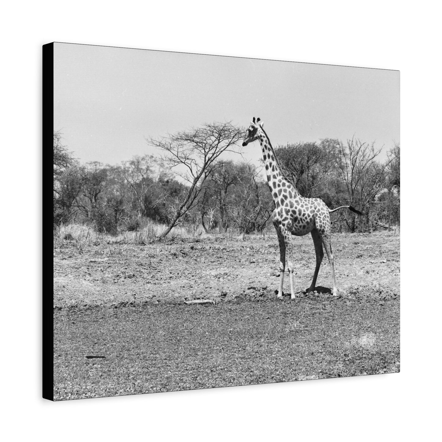 Girafe Matte Canvas, Stretched, 1.25"