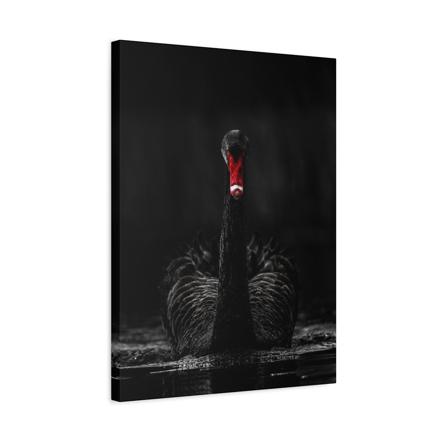 Black Swan Matte Canvas, Stretched, 1.25"