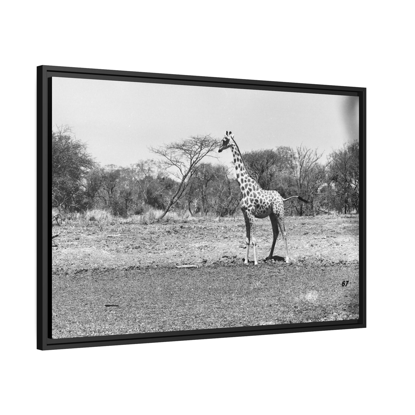 Girafe Waza Matte Canvas, Black Frame
