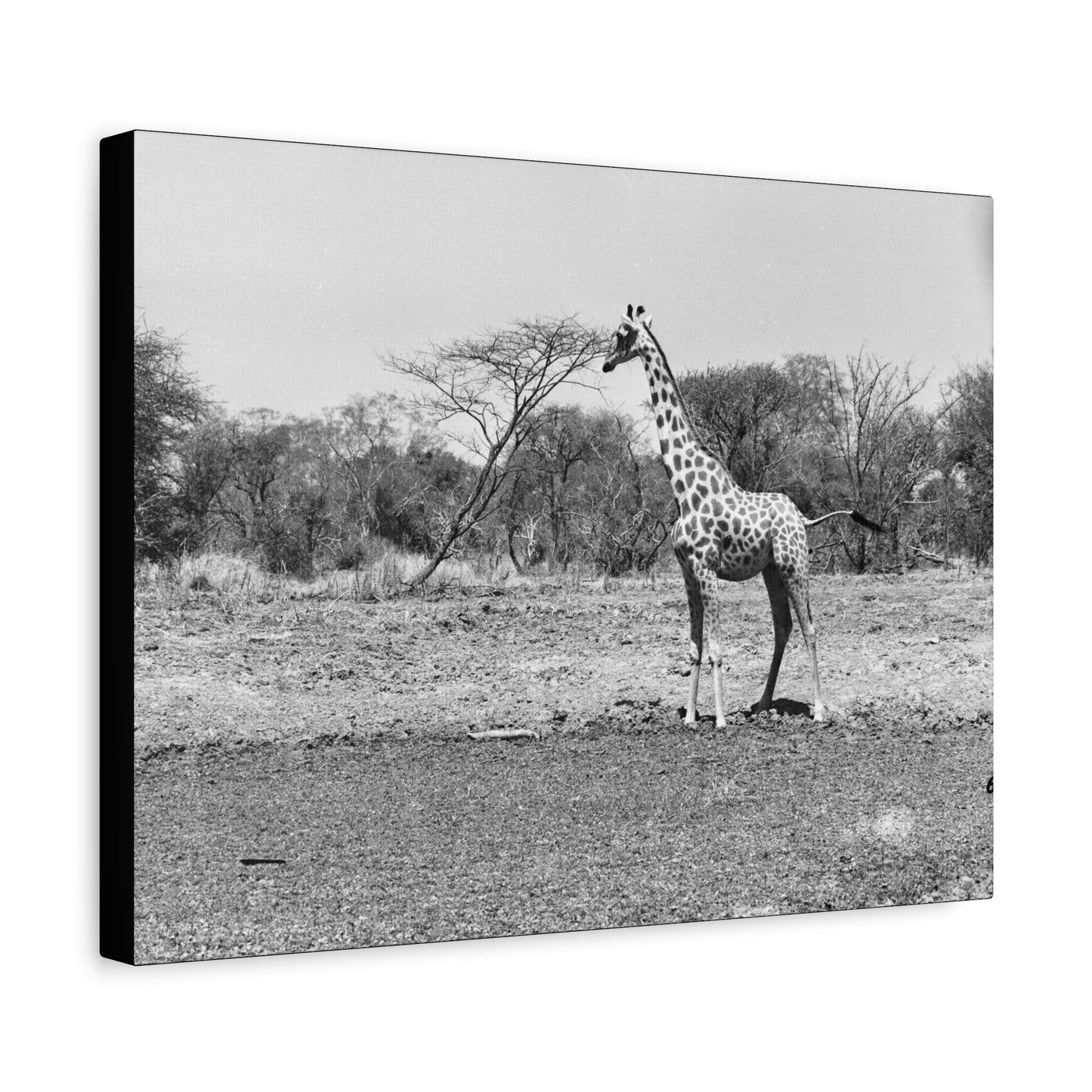 Girafe Matte Canvas, Stretched, 1.25"