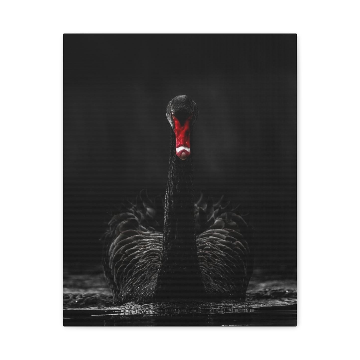 Black Swan Matte Canvas, Stretched, 1.25"