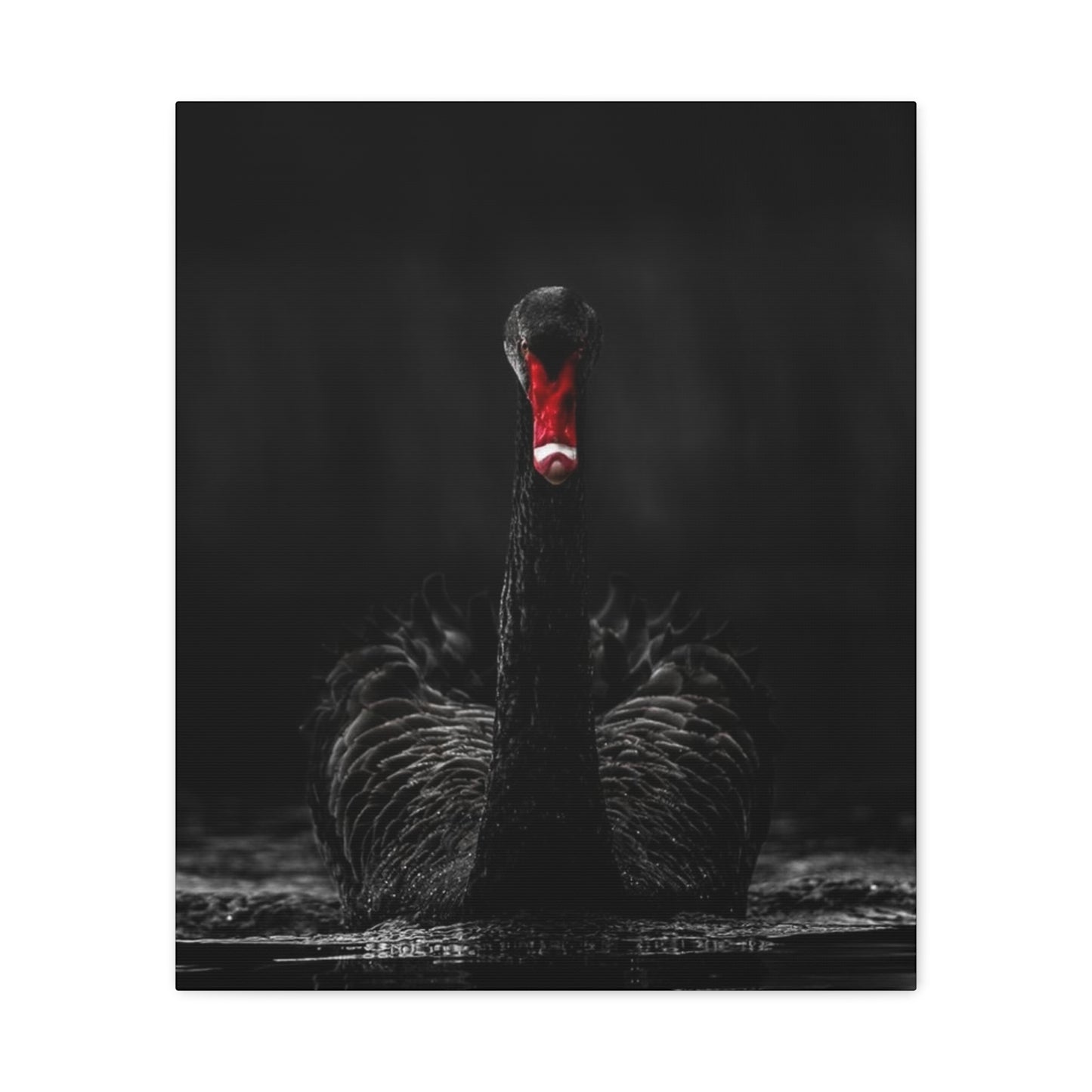 Black Swan Matte Canvas, Stretched, 1.25"