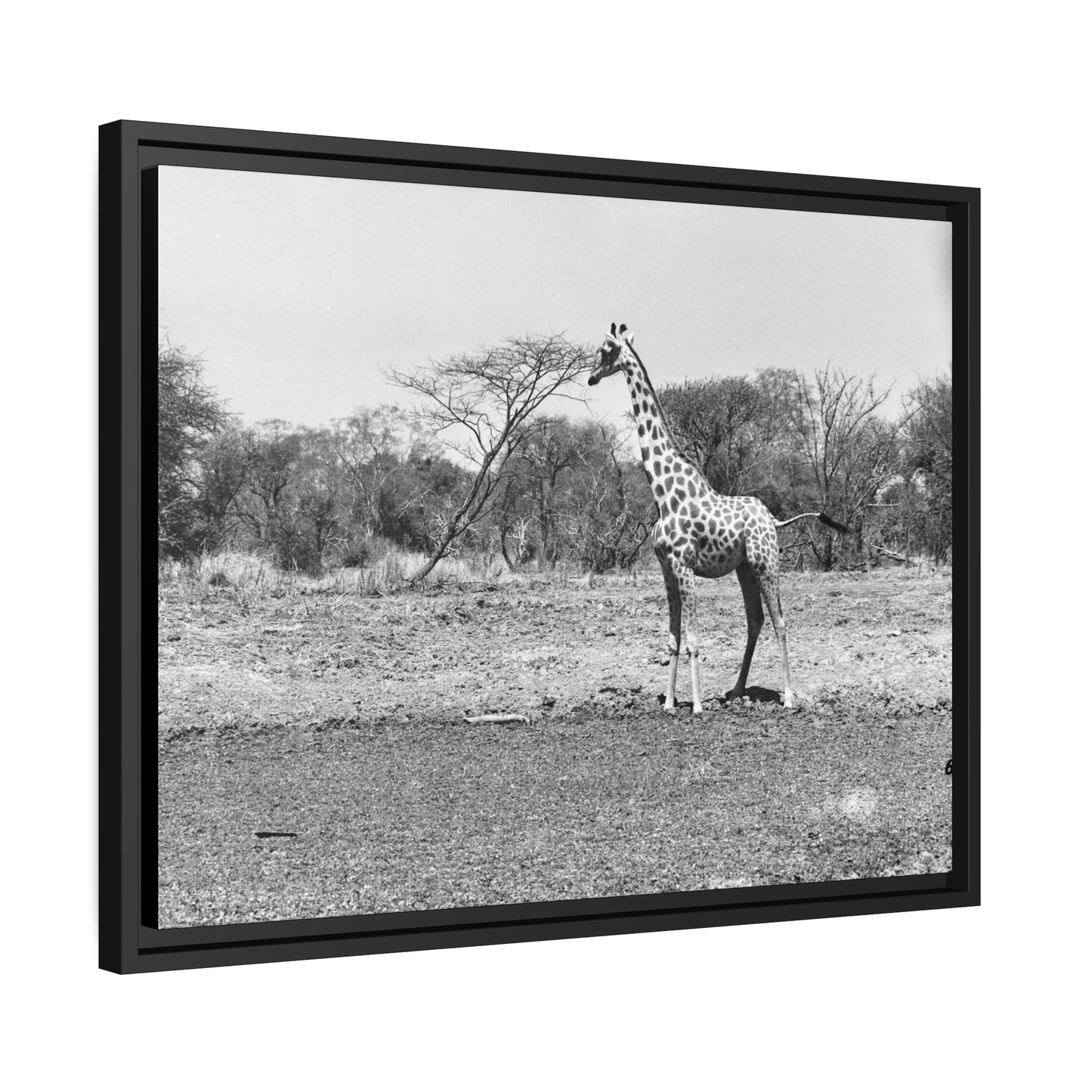 Girafe Waza Matte Canvas, Black Frame