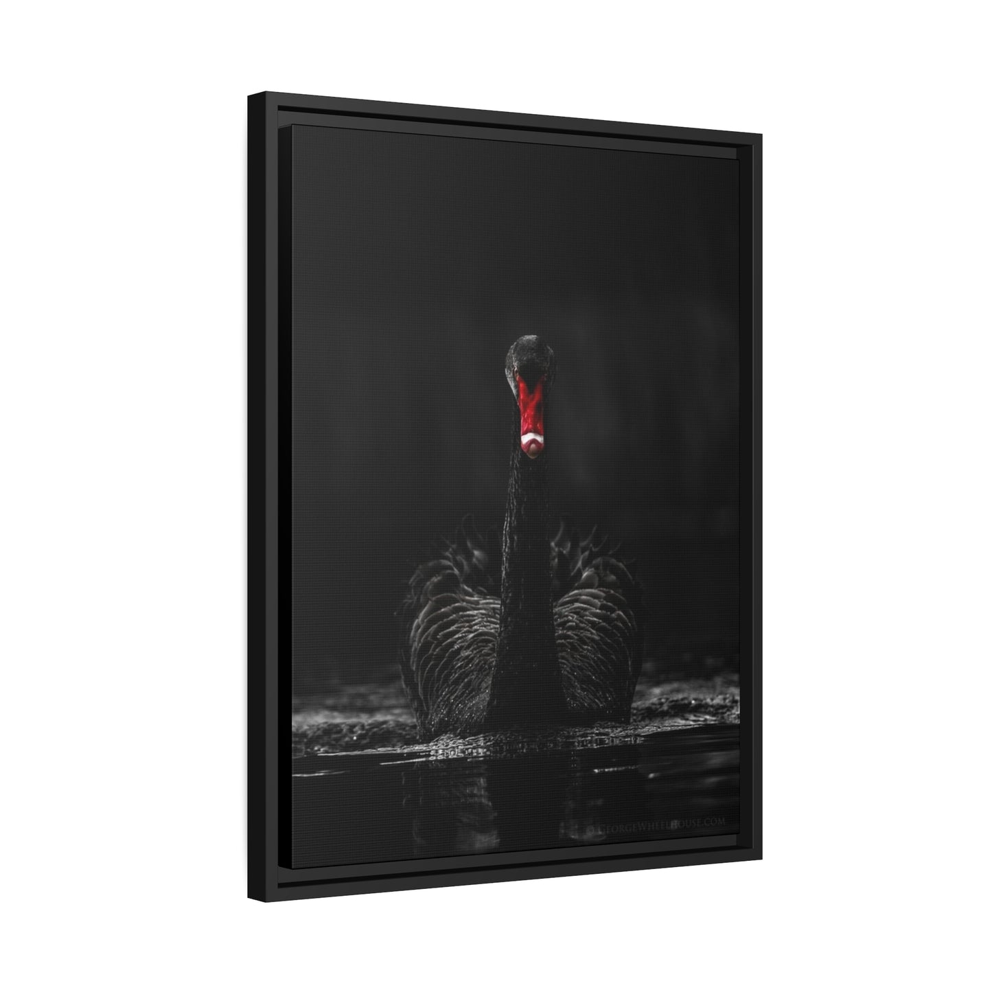 Black Swan Matte Canvas, Black Frame