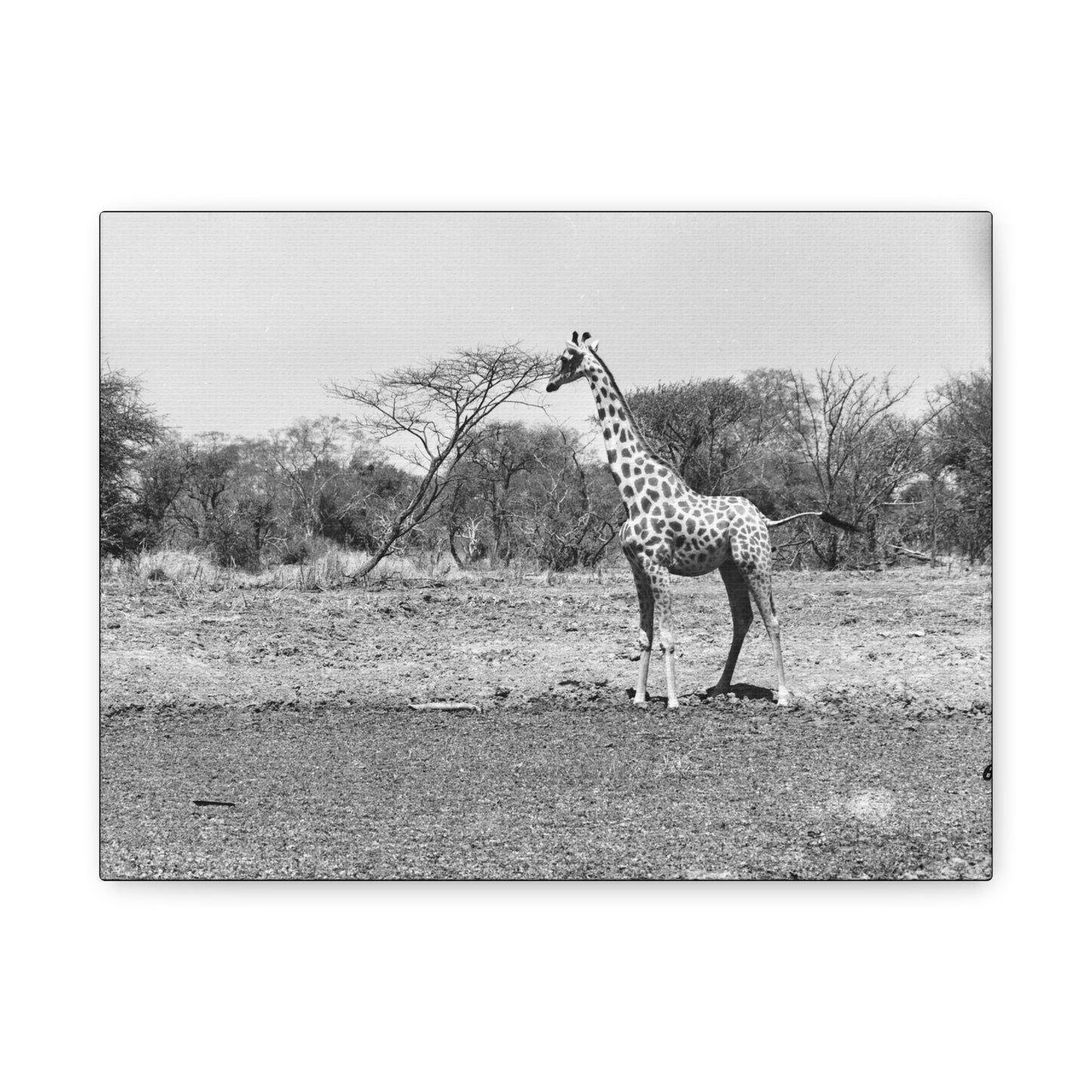 Girafe Matte Canvas, Stretched, 1.25"