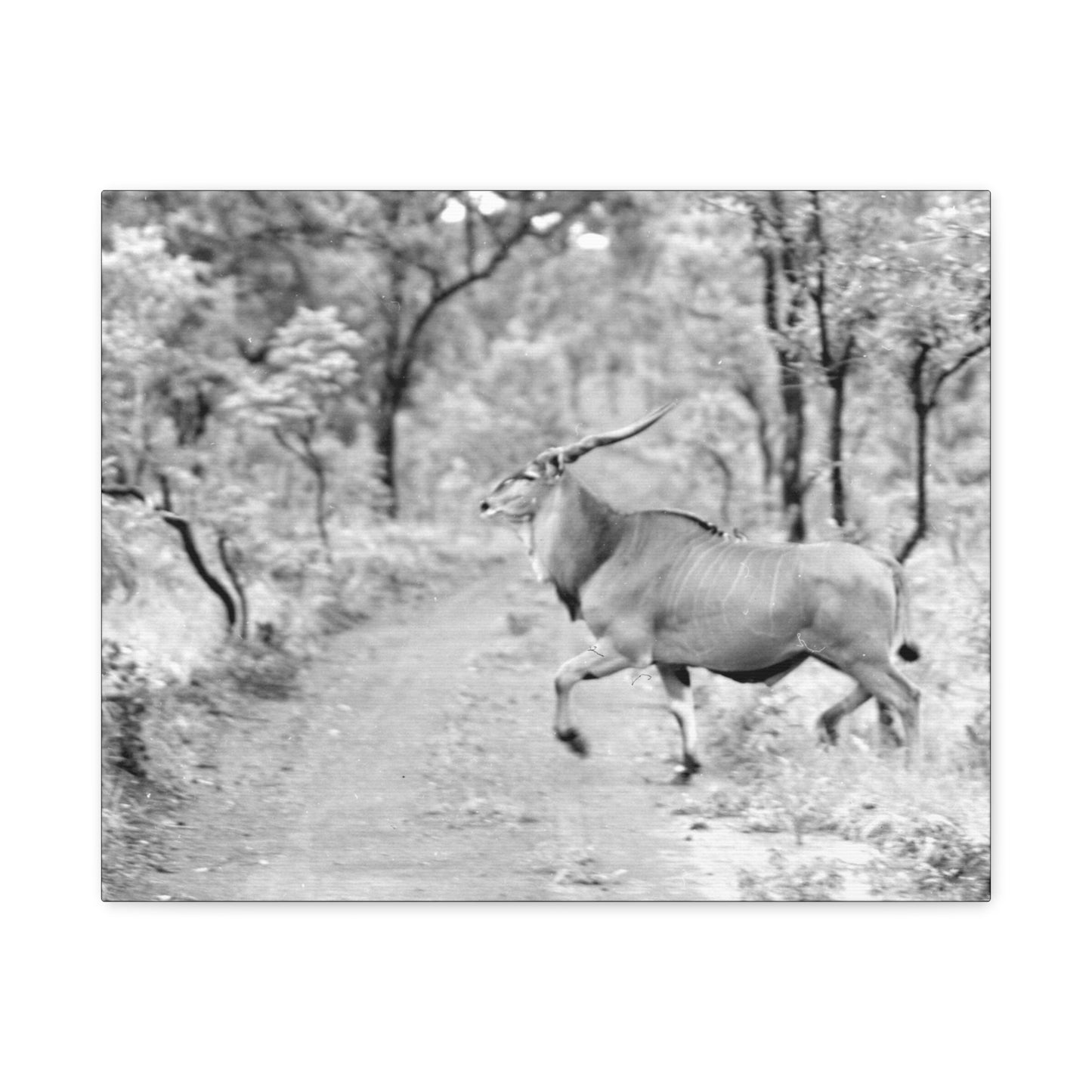 Elk Matte Canvas, Stretched, 1.25"