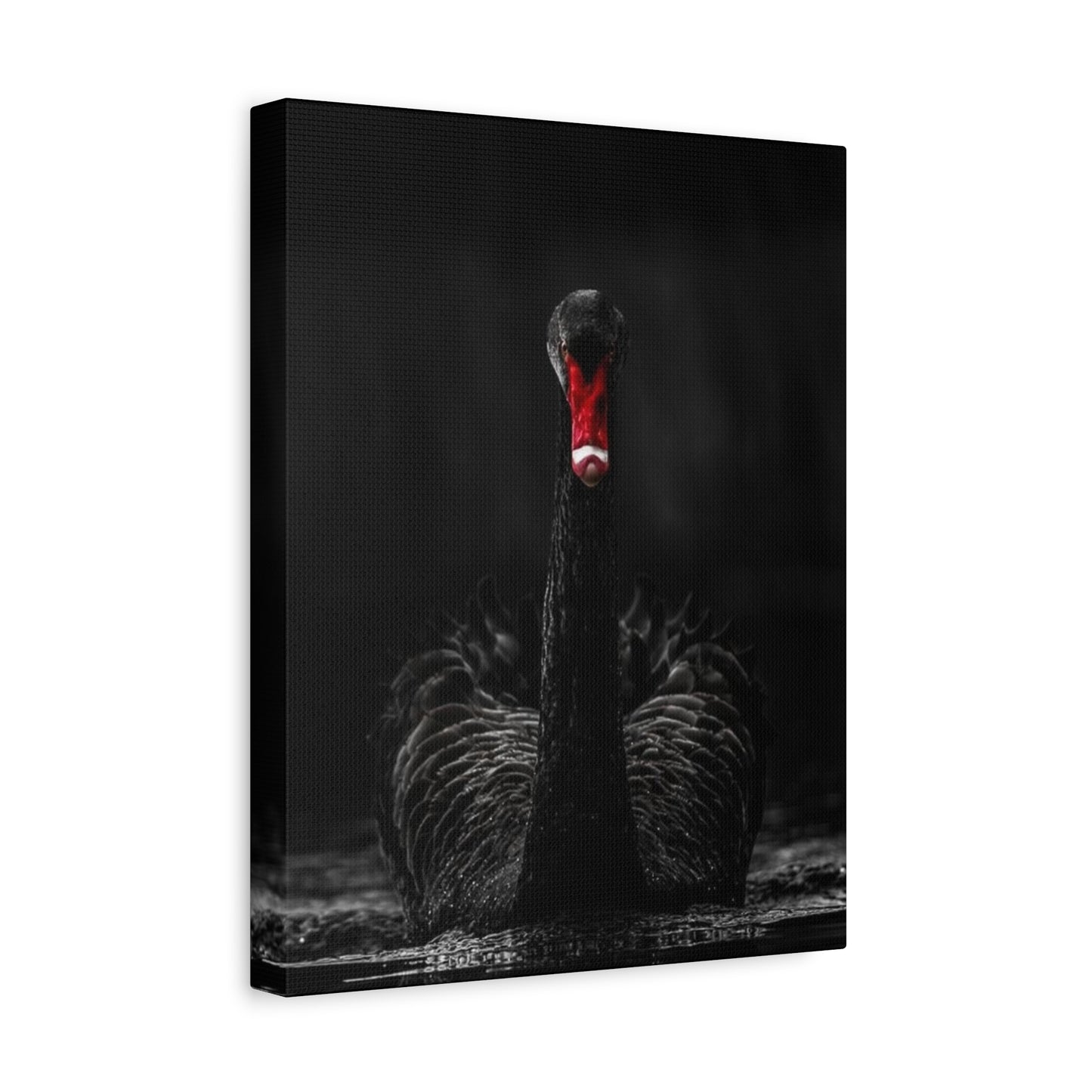 Black Swan Matte Canvas, Stretched, 1.25"