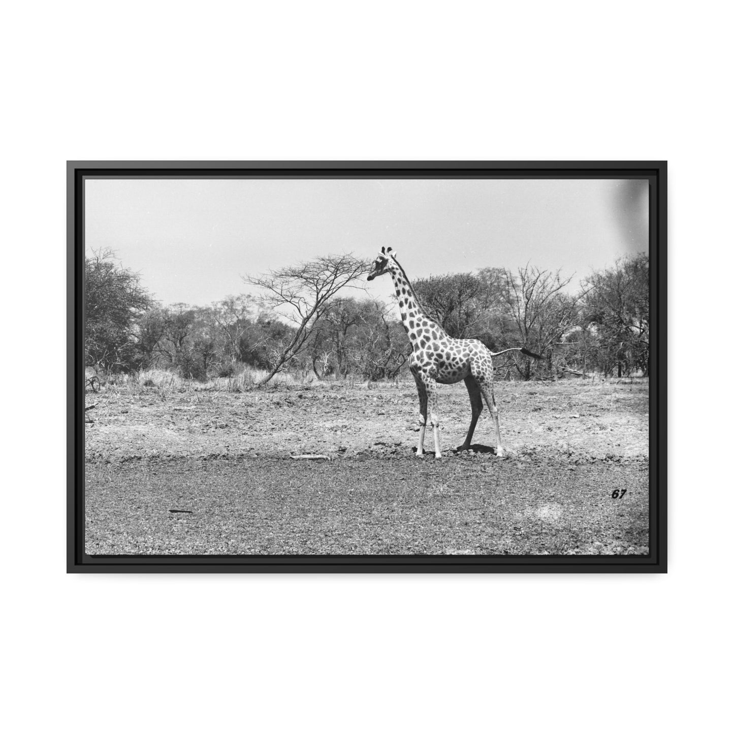 Girafe Waza Matte Canvas, Black Frame