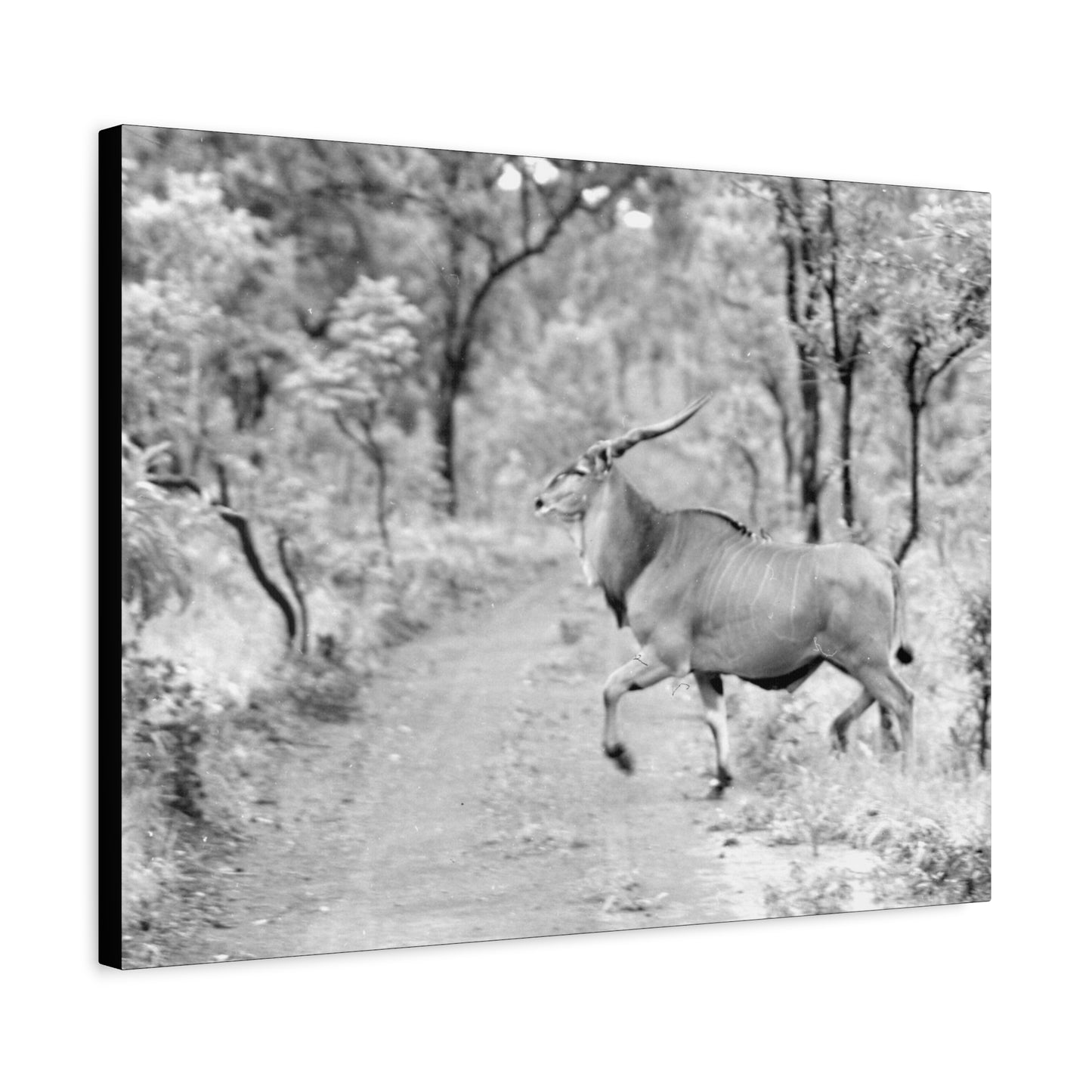 Elk Matte Canvas, Stretched, 1.25"