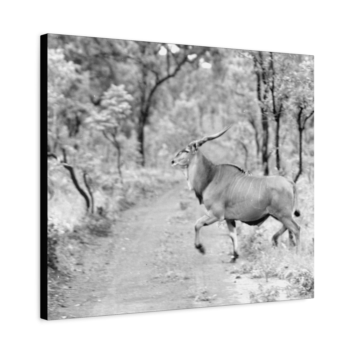 Elk Matte Canvas, Stretched, 1.25"