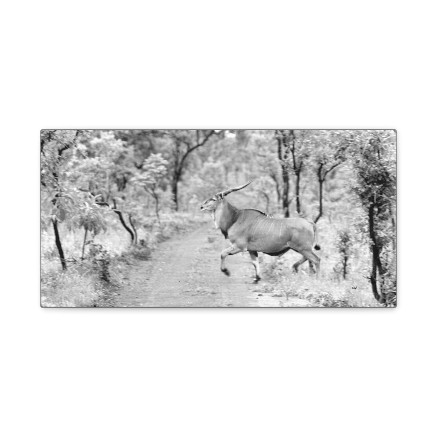 Elk Matte Canvas, Stretched, 1.25"