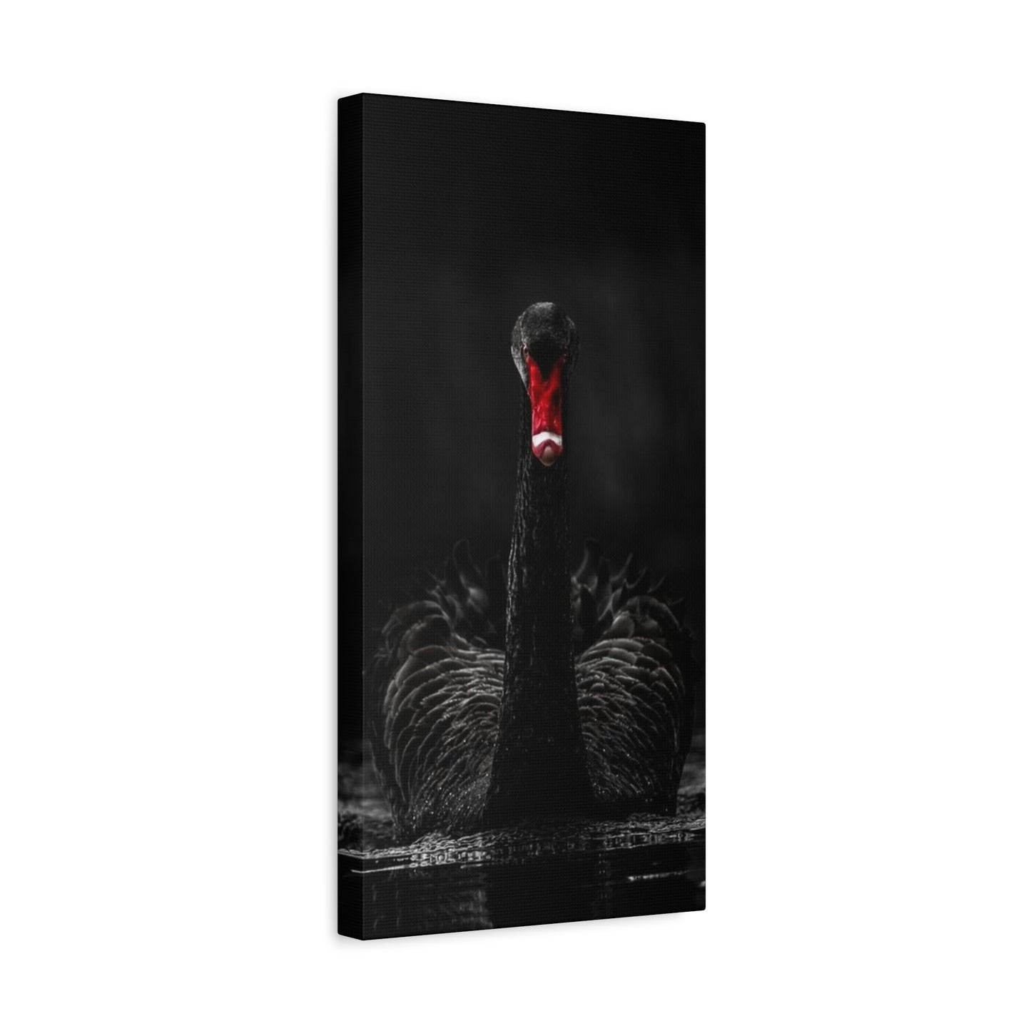 Black Swan Matte Canvas, Stretched, 1.25"