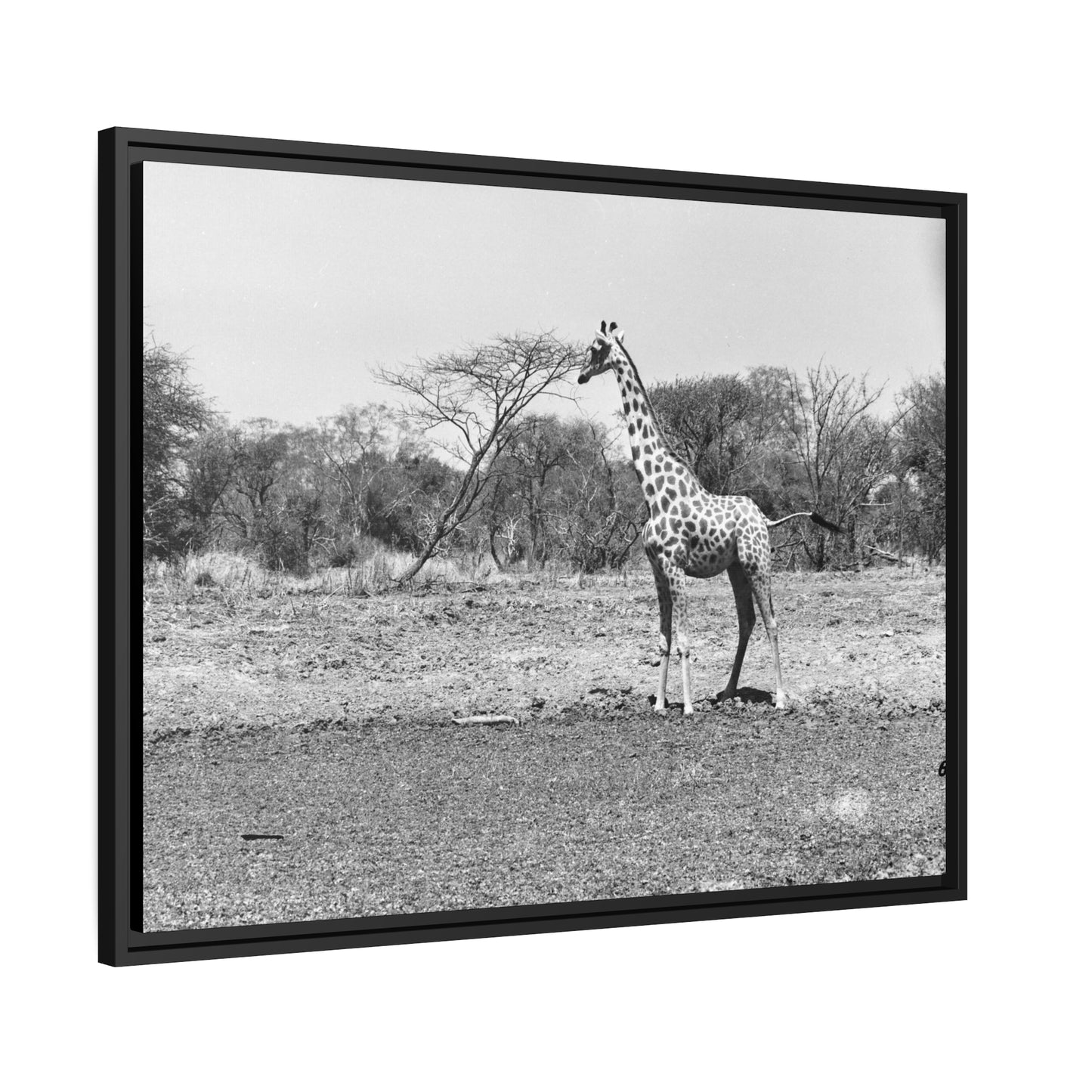 Girafe Waza Matte Canvas, Black Frame