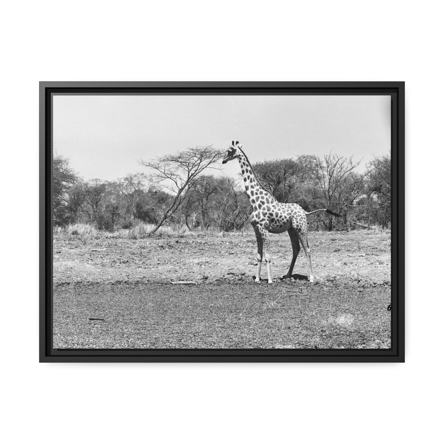 Girafe Waza Matte Canvas, Black Frame