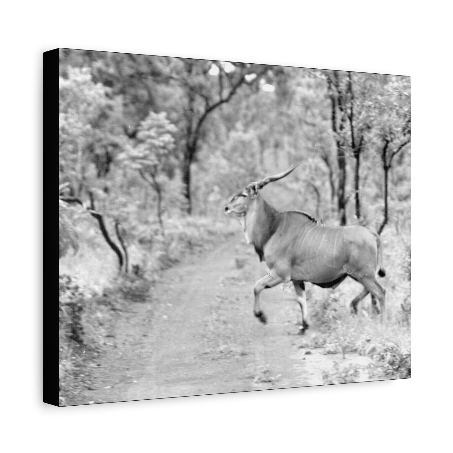 Elk Matte Canvas, Stretched, 1.25"