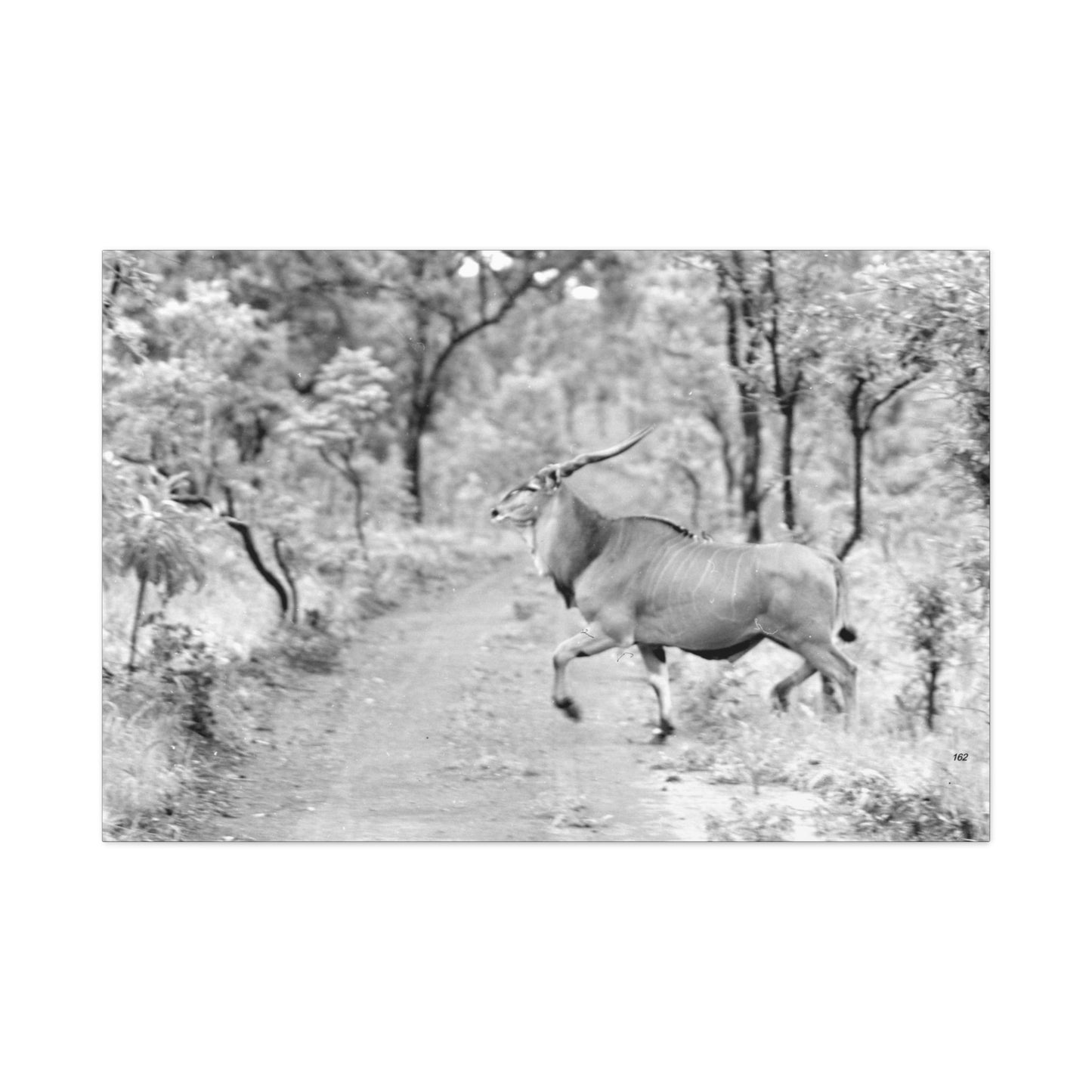 Elk Matte Canvas, Stretched, 1.25"