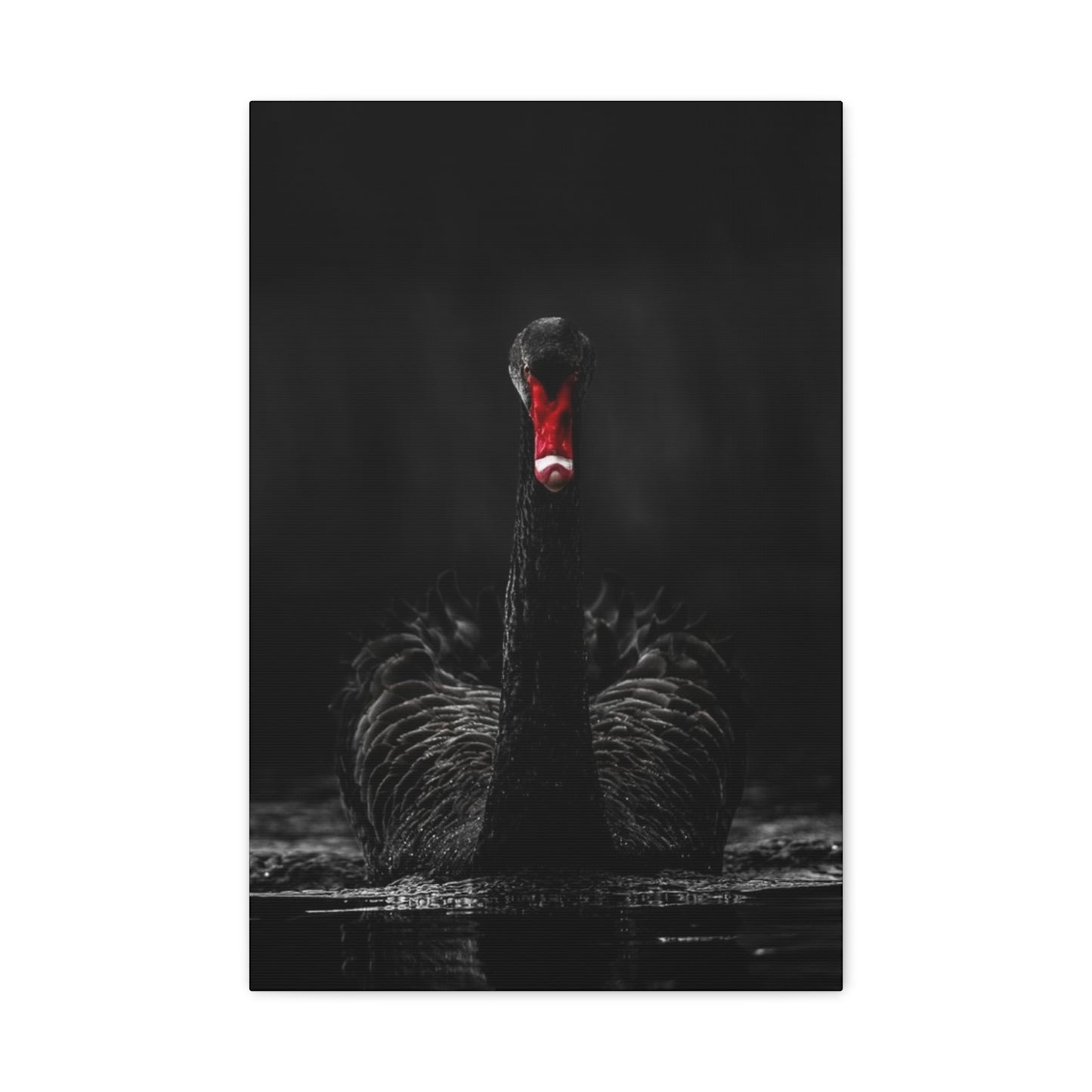Black Swan Matte Canvas, Stretched, 1.25"