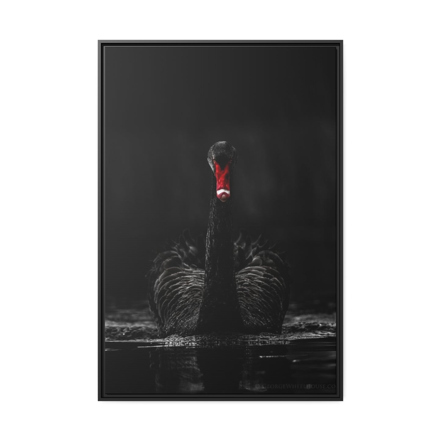 Black Swan Matte Canvas, Black Frame