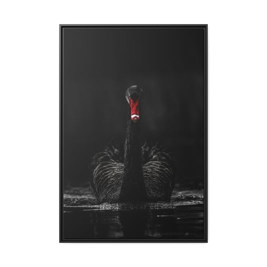 Black Swan Matte Canvas, Black Frame