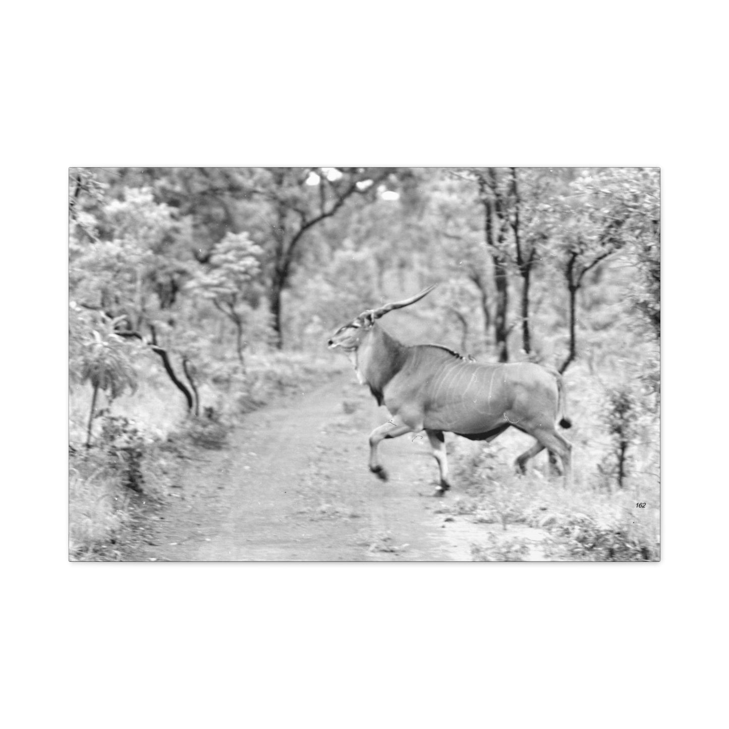 Elk Matte Canvas, Stretched, 1.25"