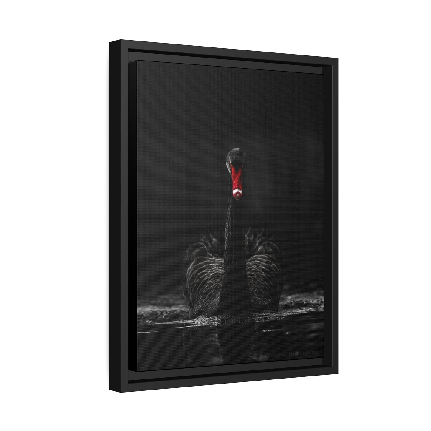 Black Swan Matte Canvas, Black Frame