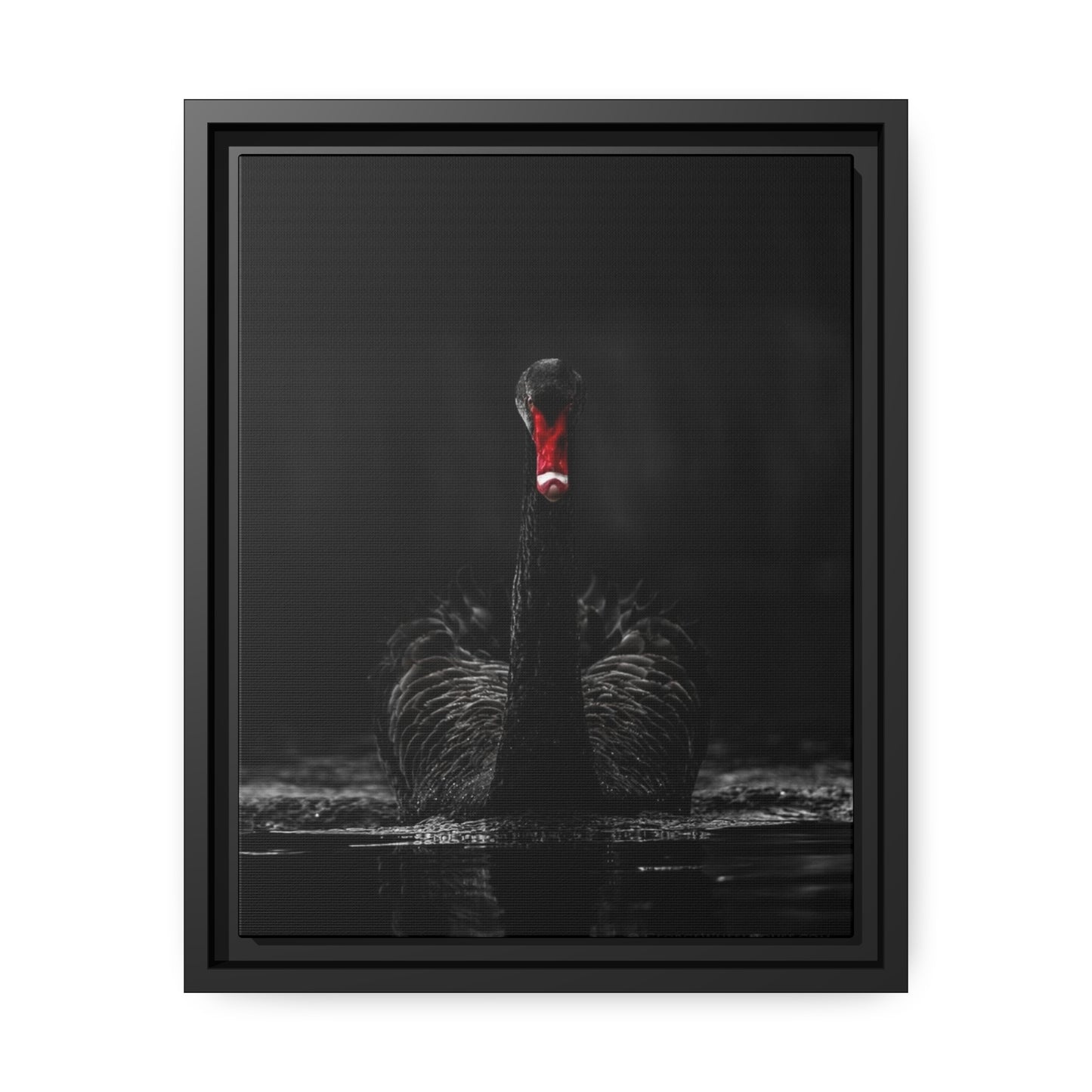 Black Swan Matte Canvas, Black Frame