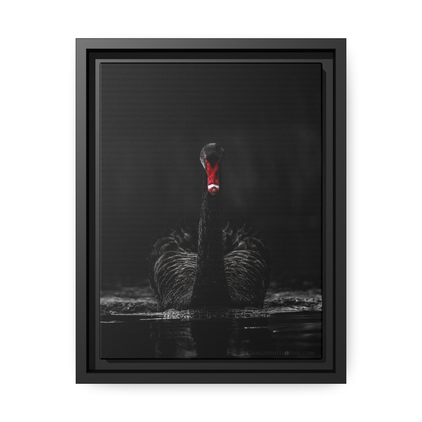 Black Swan Matte Canvas, Black Frame