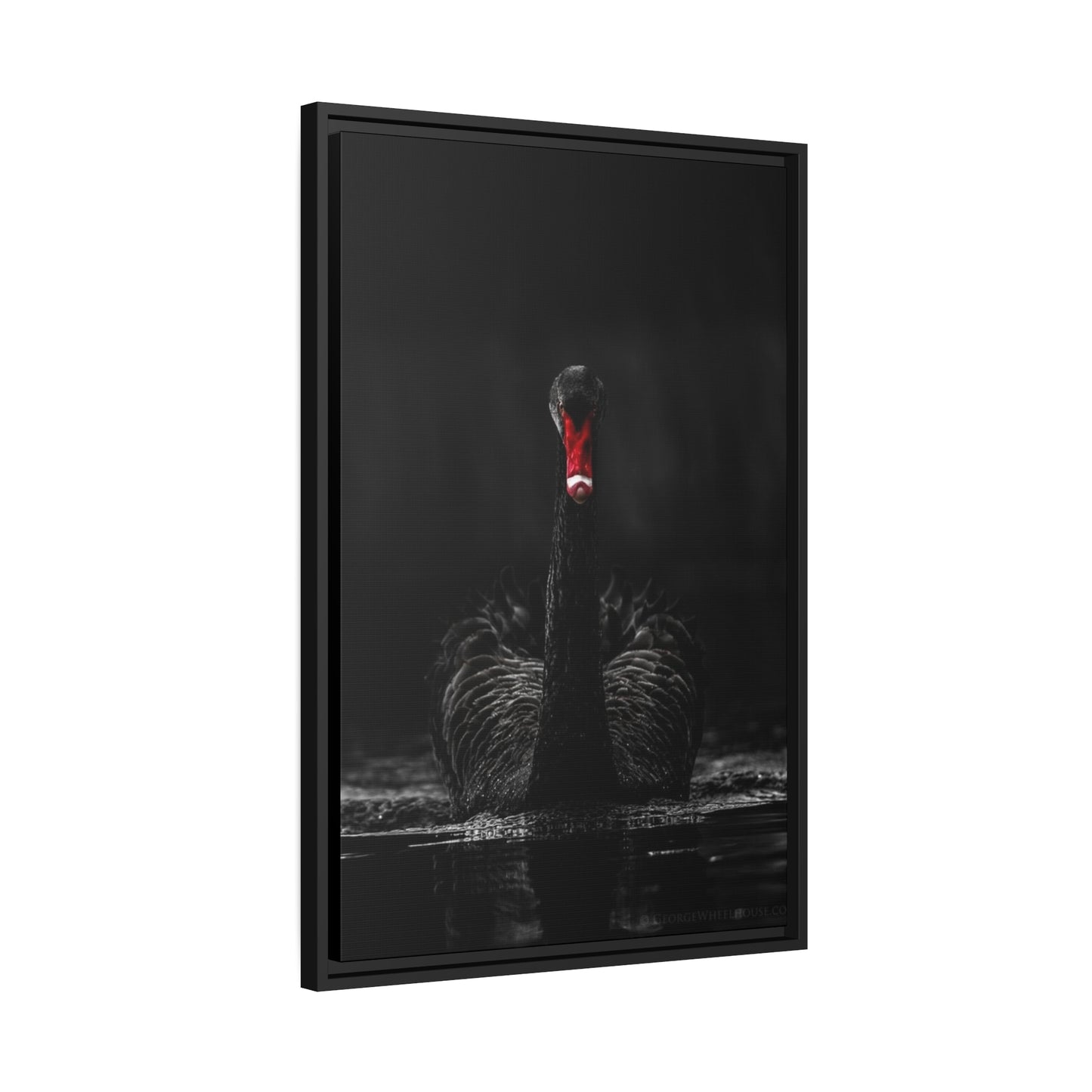 Black Swan Matte Canvas, Black Frame
