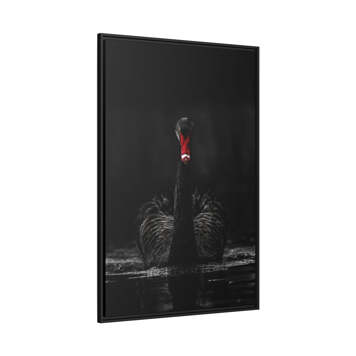 Black Swan Matte Canvas, Black Frame