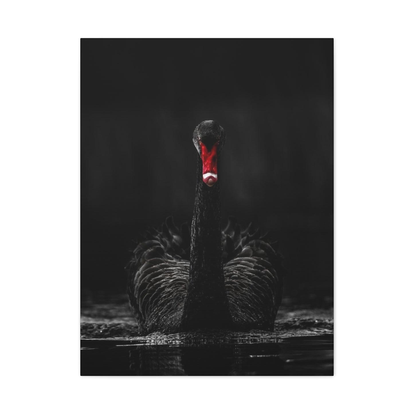 Black Swan Matte Canvas, Stretched, 1.25"