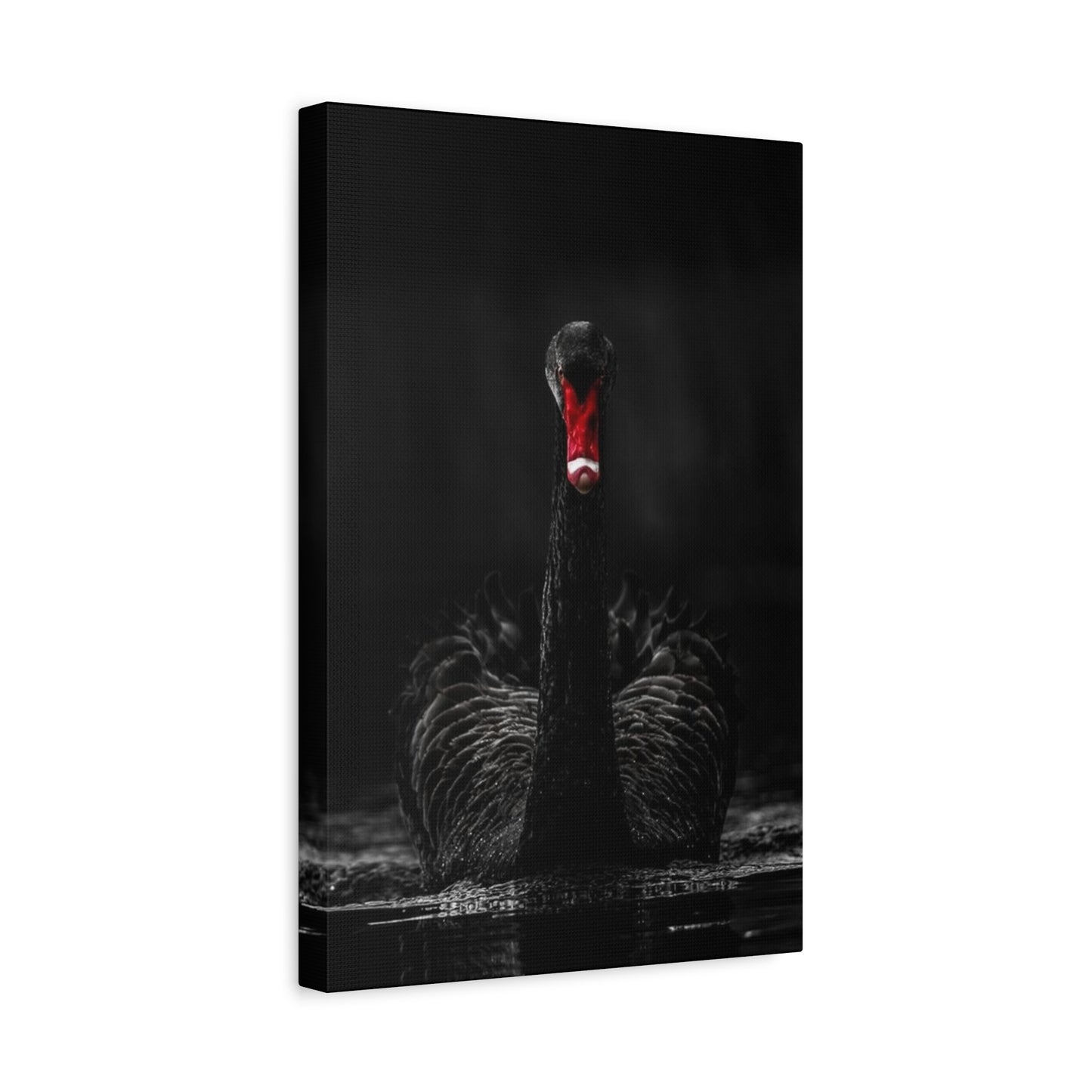 Black Swan Matte Canvas, Stretched, 1.25"
