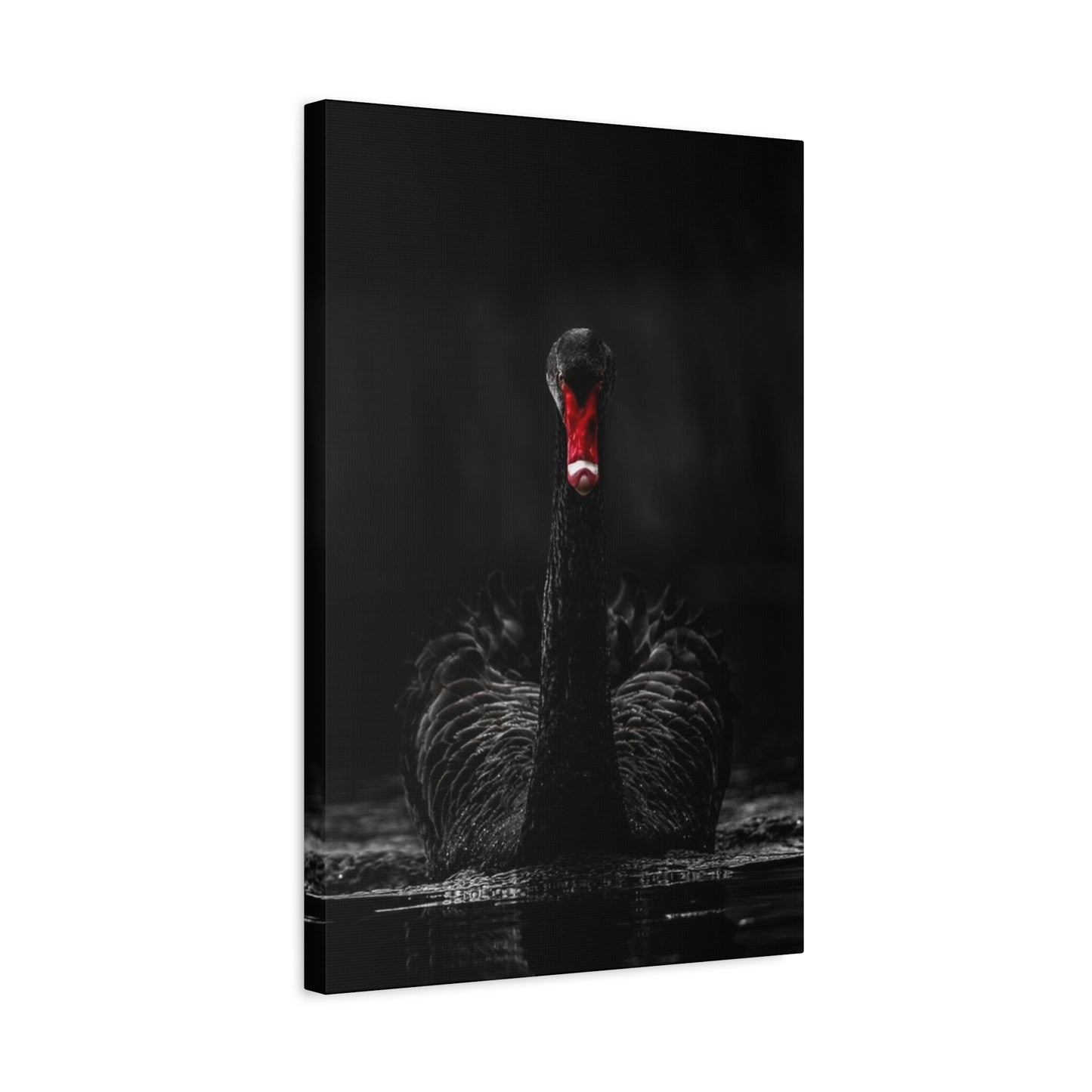 Black Swan Matte Canvas, Stretched, 1.25"